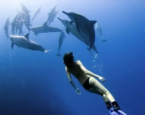 优选助手：海洋AI技术突破！谷歌发布DolphinGemma可实时翻译海豚语言
