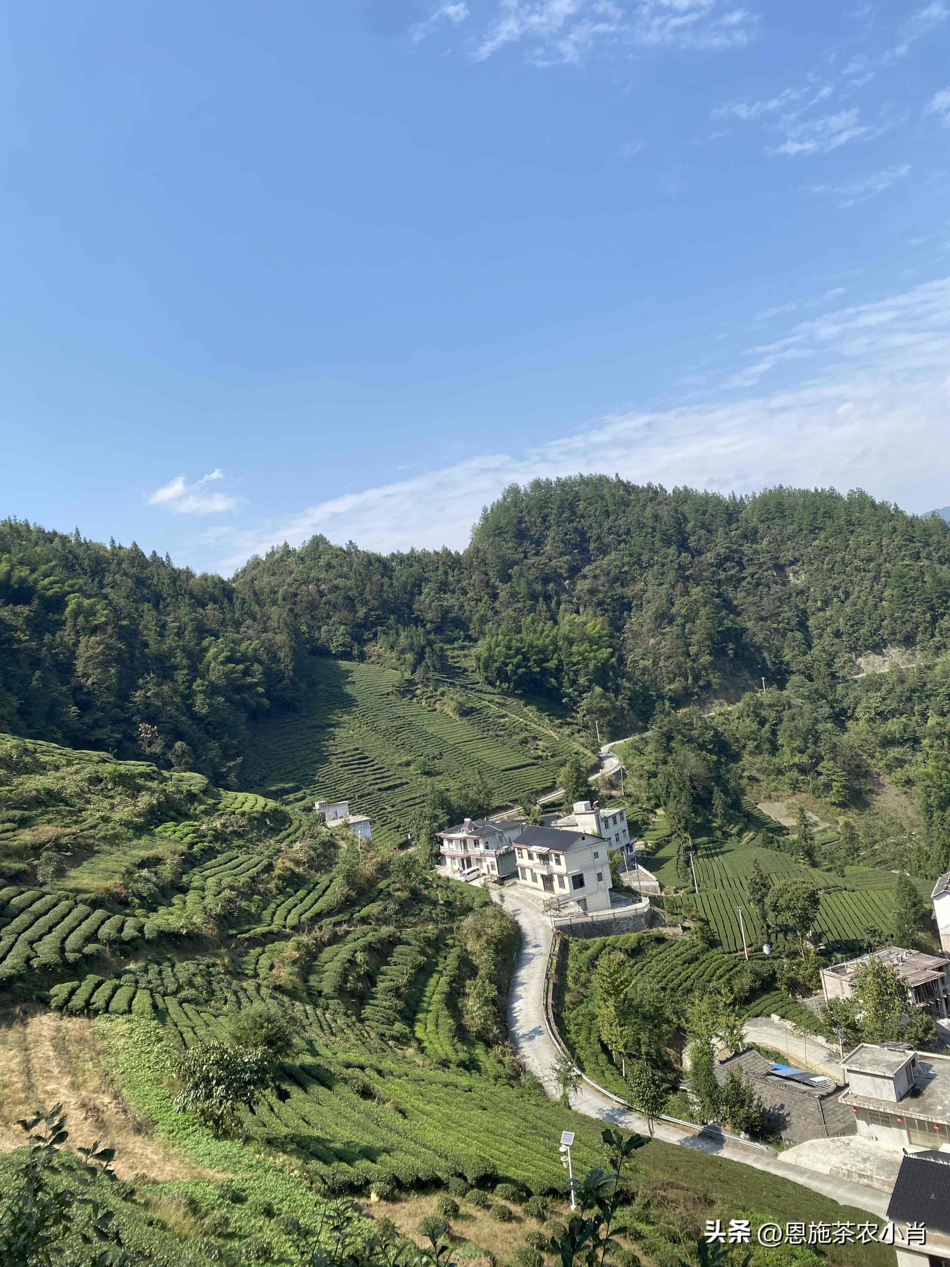 多多出评工具：茶叶行业的真实利润与市场竞争，一位从业者的深刻反思