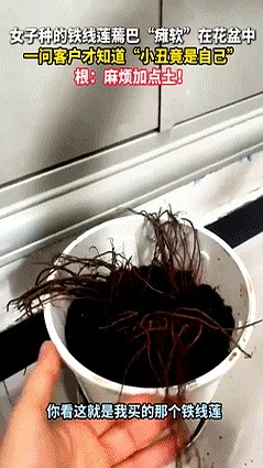 超单助手：种花误区大揭秘，姐妹们的搞笑种植经历引发热议！
