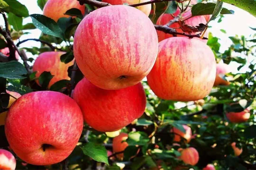 多多留评app邀请码：掌握“无为而治”交易策略，提升盈利与风险控制技巧