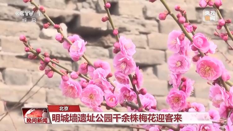 小Q助手：春季赏花游目的地推荐，南京、北京等热门城市踏青攻略