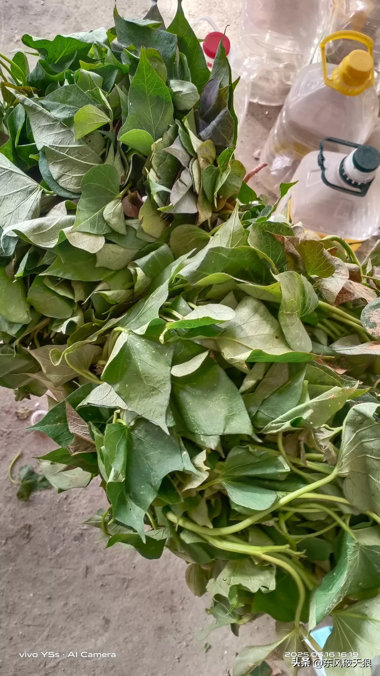 超评助手卡密：网购地瓜秧经验分享，快递包装破损与栽种工具自制探讨