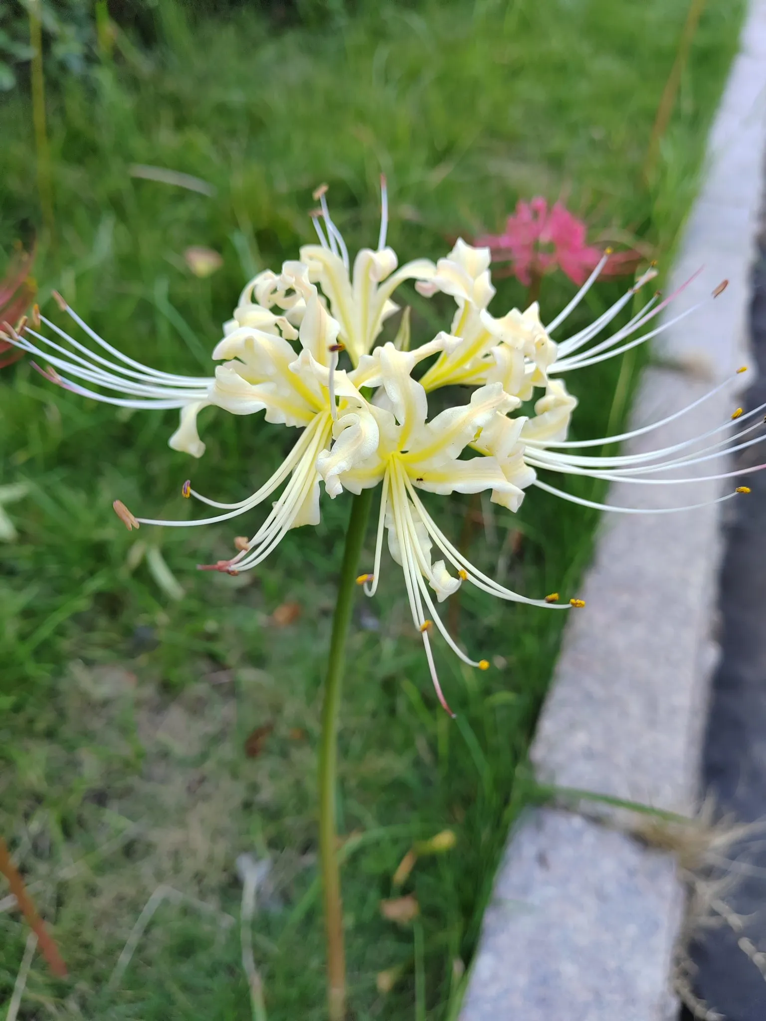 小G助手拼多多：彼岸花的神秘美丽，美与诡异交织的花海之旅