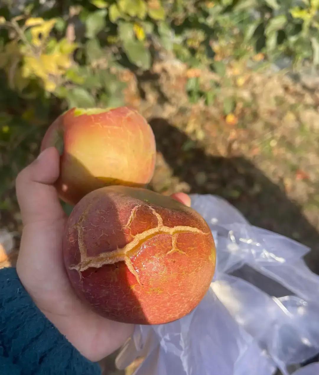 易出评小号:郑州20元采摘团体验,低价入场券的水果之旅分析 易出评小号:郑州20元采摘团体验,低价入场券的水果之旅分析