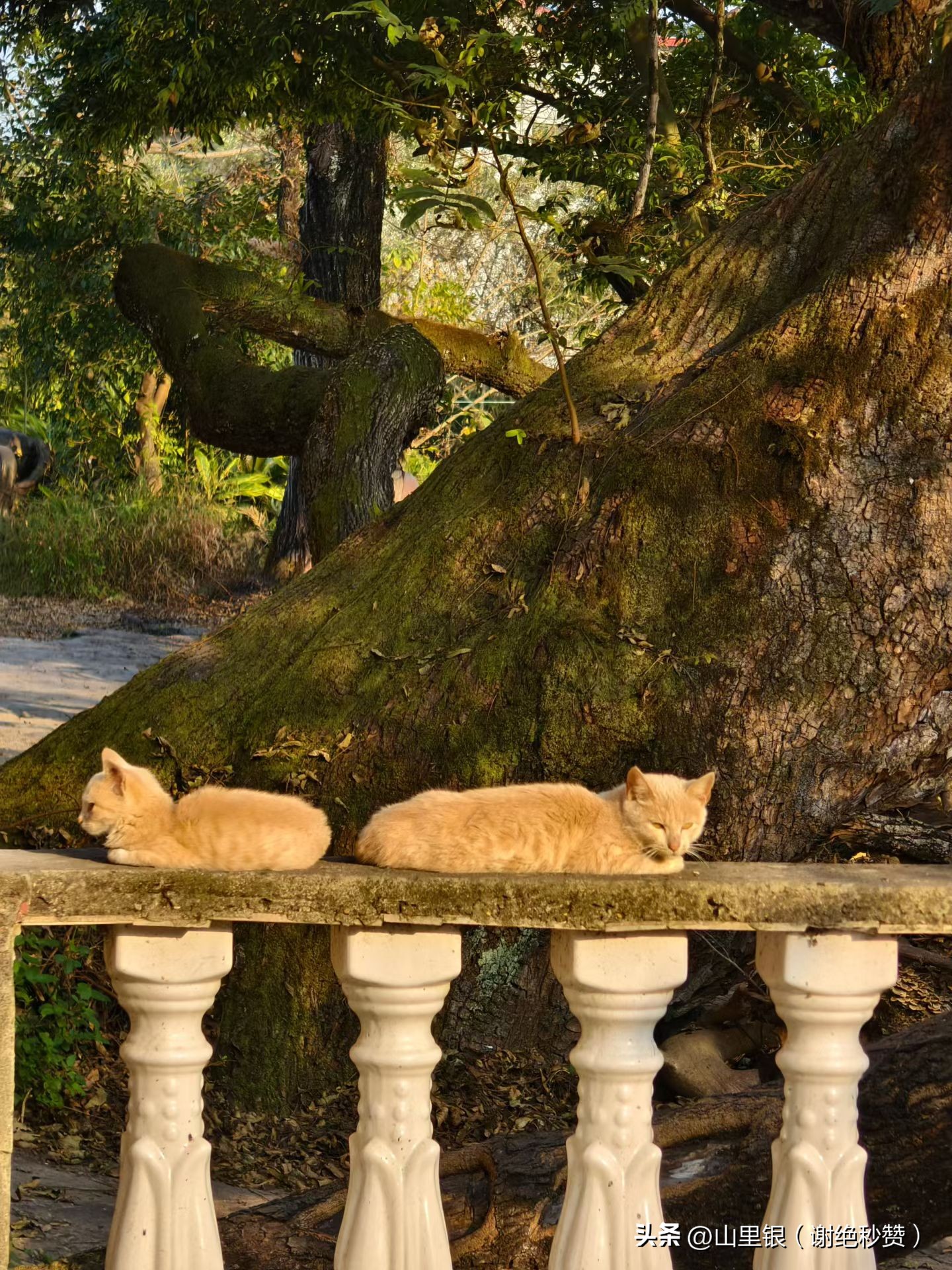 易出评最新版本：认错老公的尴尬瞬间，散步时的误会与笑话