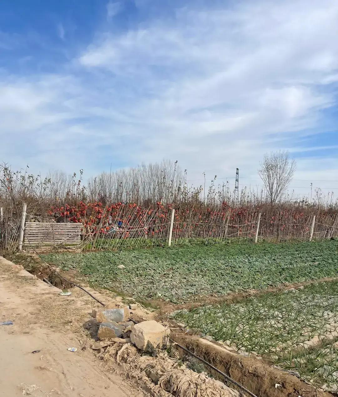 易出评小号:郑州20元采摘团体验,低价入场券的水果之旅分析 易出评小号:郑州20元采摘团体验,低价入场券的水果之旅分析