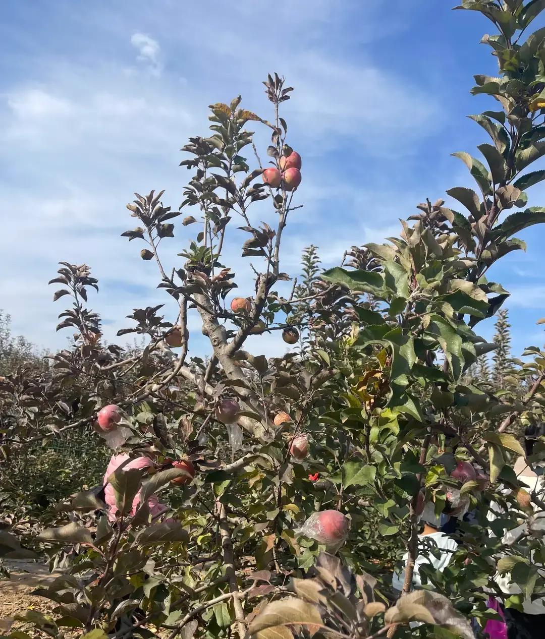 易出评小号:郑州20元采摘团体验,低价入场券的水果之旅分析 易出评小号:郑州20元采摘团体验,低价入场券的水果之旅分析