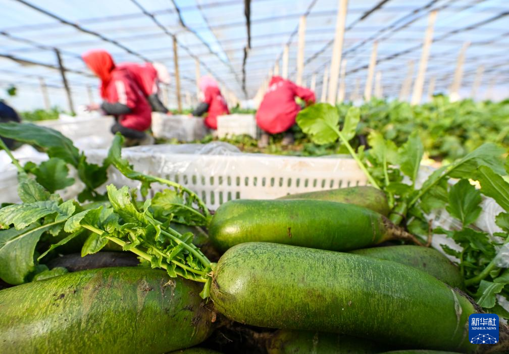 云创助手：天津西青沙窝萝卜丰收季，8000亩种植助力农民增收