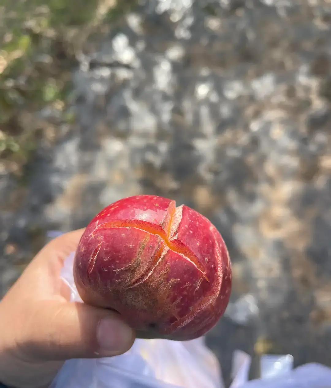 易出评小号:郑州20元采摘团体验,低价入场券的水果之旅分析 易出评小号:郑州20元采摘团体验,低价入场券的水果之旅分析