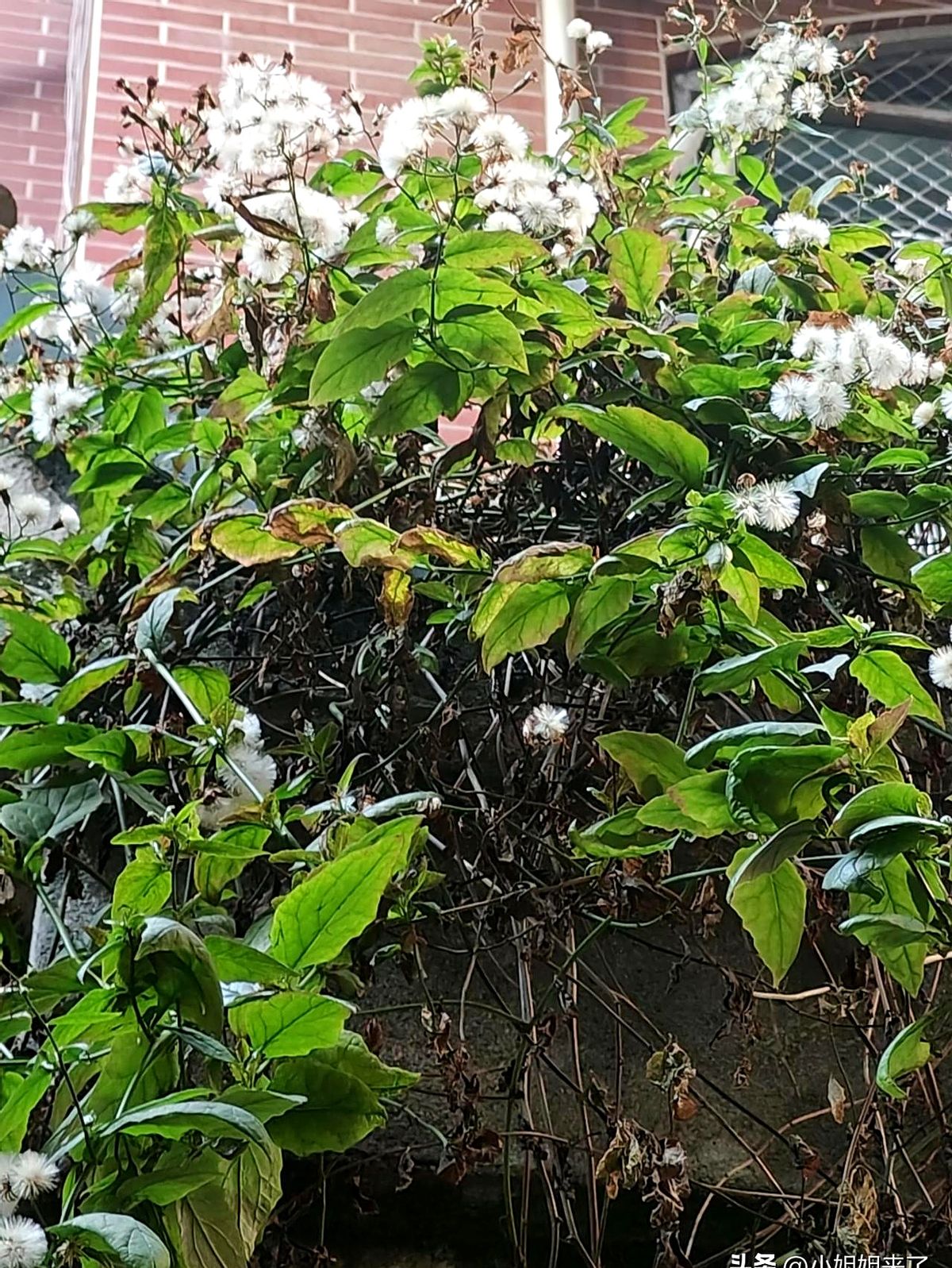 多成团助手：快递背后的秘密，女性成长与执念的反思