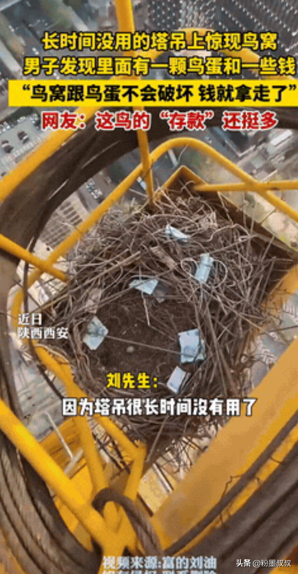 易评助手软件下载：西安塔吊师傅意外发现喜鹊窝，竟藏现金和鸟蛋，网友直呼躺着赚钱！