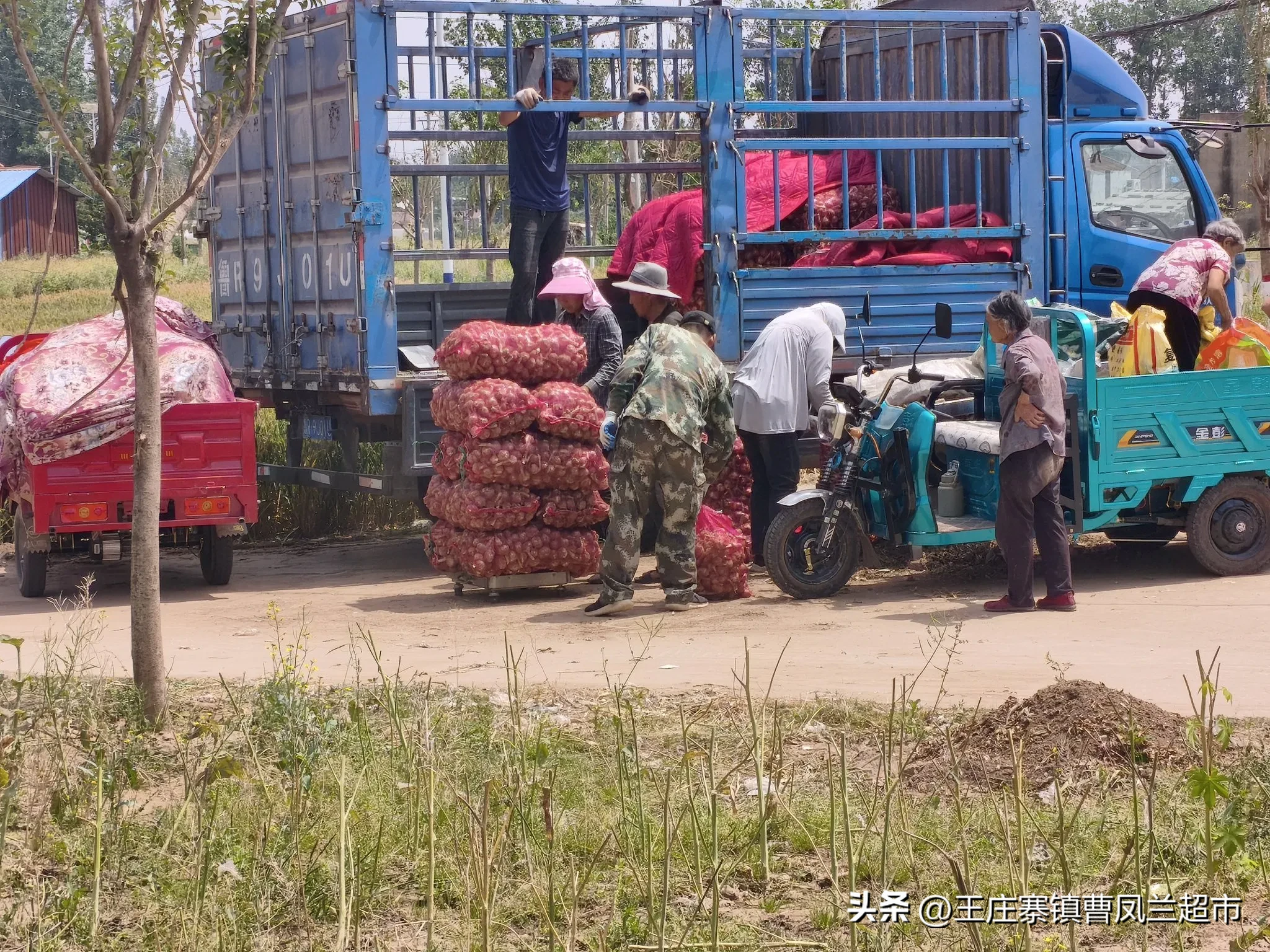 权重大师怎么用：大蒜价格波动分析，如何影响蒜农收入与消费者购买决策