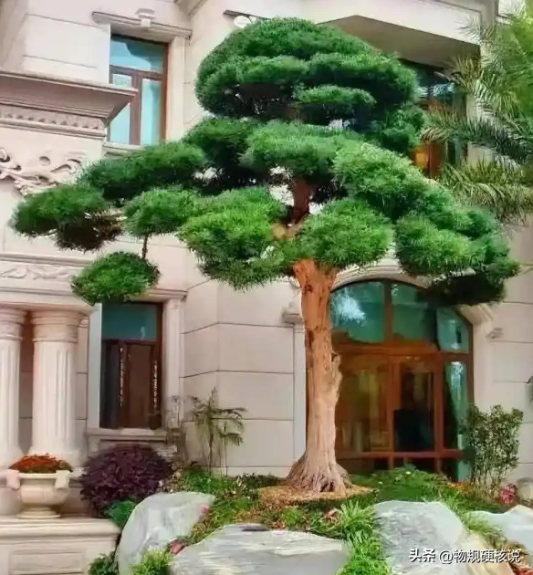 夕夕助手：百万罗汉松一月枯死，买卖双方对簿公堂，引发的法律与道德思考
