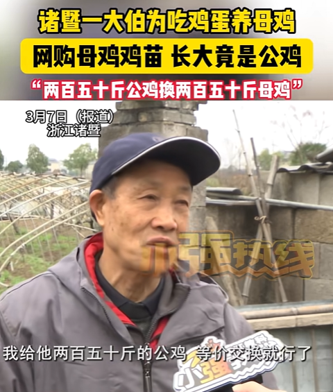 易评助手拼多多：浙江大爷网购母鸡苗被骗，全是公鸡媒体曝光维权引关注