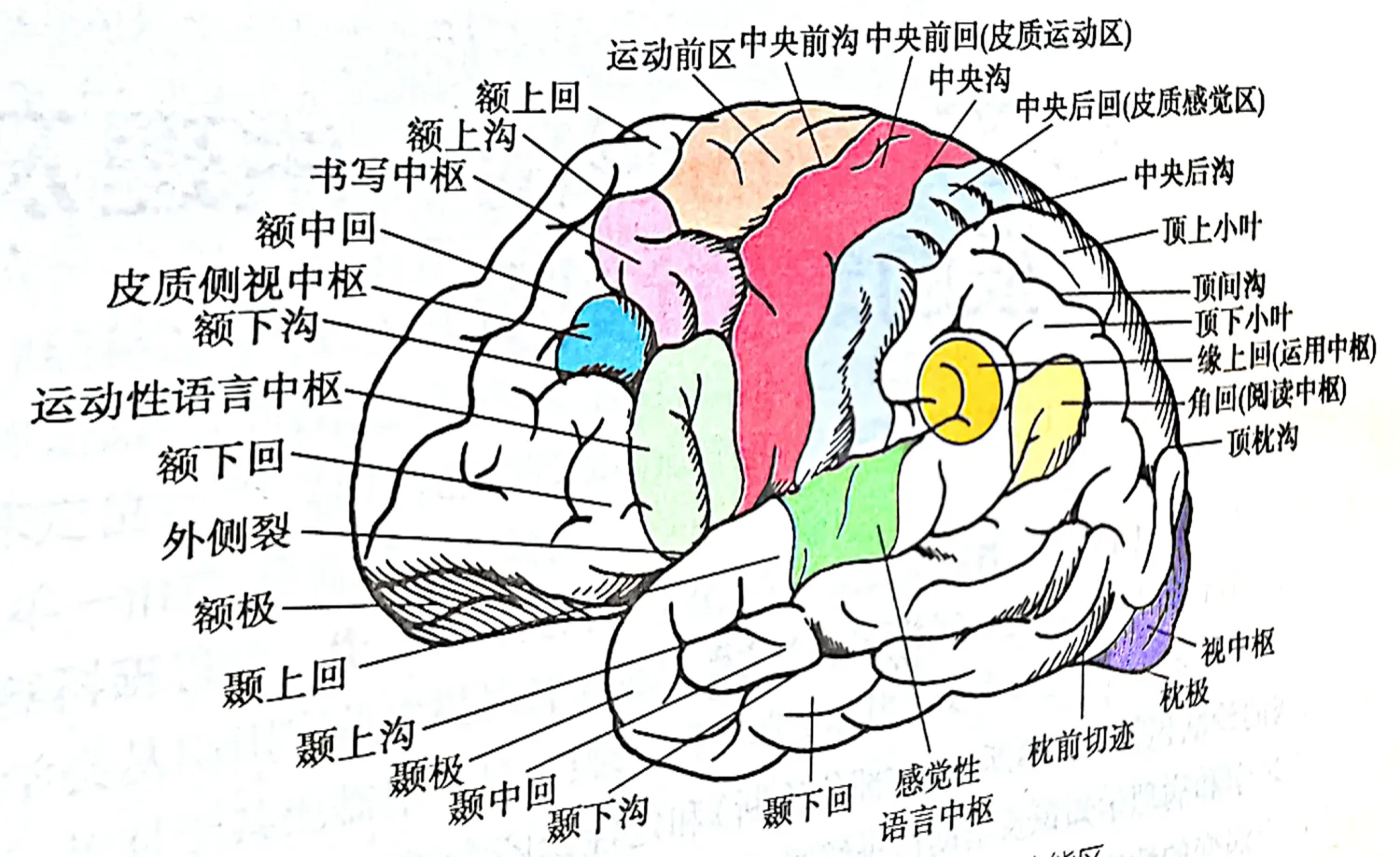 番茄管家操作步骤：动态神经网络结构，突破人工智能发展的关键与未来展望