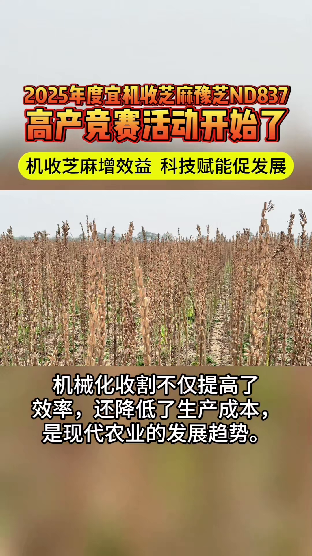 小评评助手官网：2025年度豫芝ND837高产竞赛启动，推动宜机收芝麻产业发展
