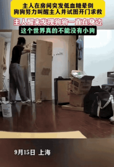 小评助手软件下载：独居女子低血糖昏倒，宠物狗守护感动网友，万物皆有灵！