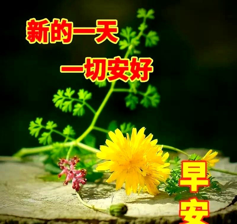 小G助手：朋友圈的“早安”祝福，温暖还是机械？让我们重新定义情感连接