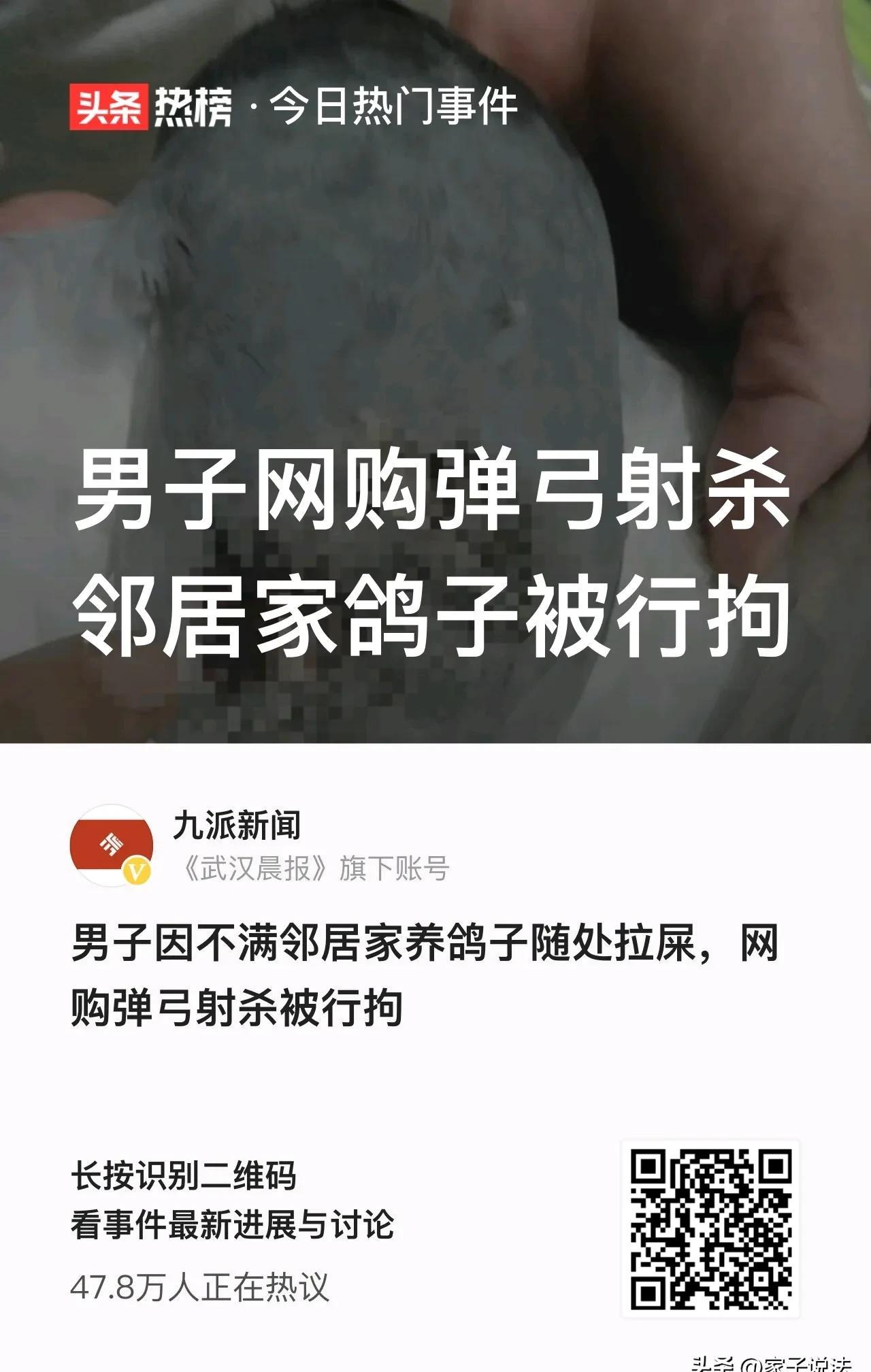 番茄管家使用方法：湖北邻居因鸽子拉屎怒网购弹弓射杀被拘，法律与养鸽纠纷引热议