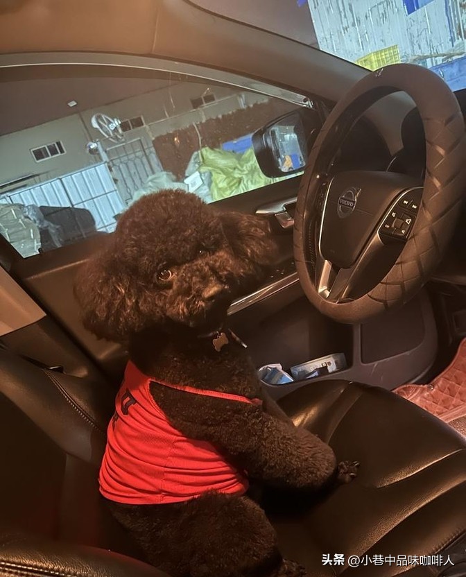 多多出评助手：狗狗出逃让我心急如焚，寻犬过程惊险万分！