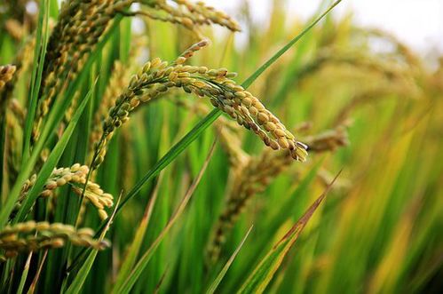 超单助手下载安装：日本大米价格飙升，农协控制下的农业模式与消费者优越感解析