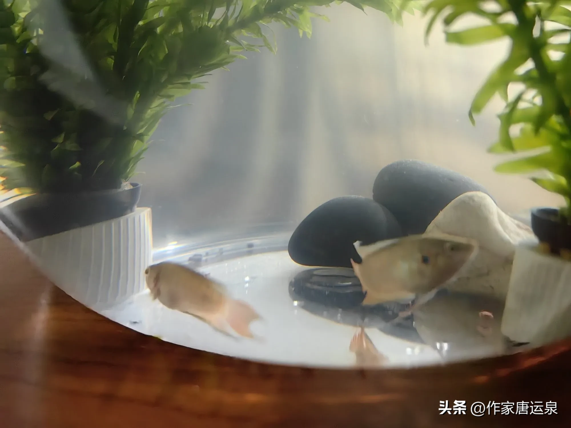 神龙助手：我的中国斗鱼养殖经历，从乡村到城市的情感故事