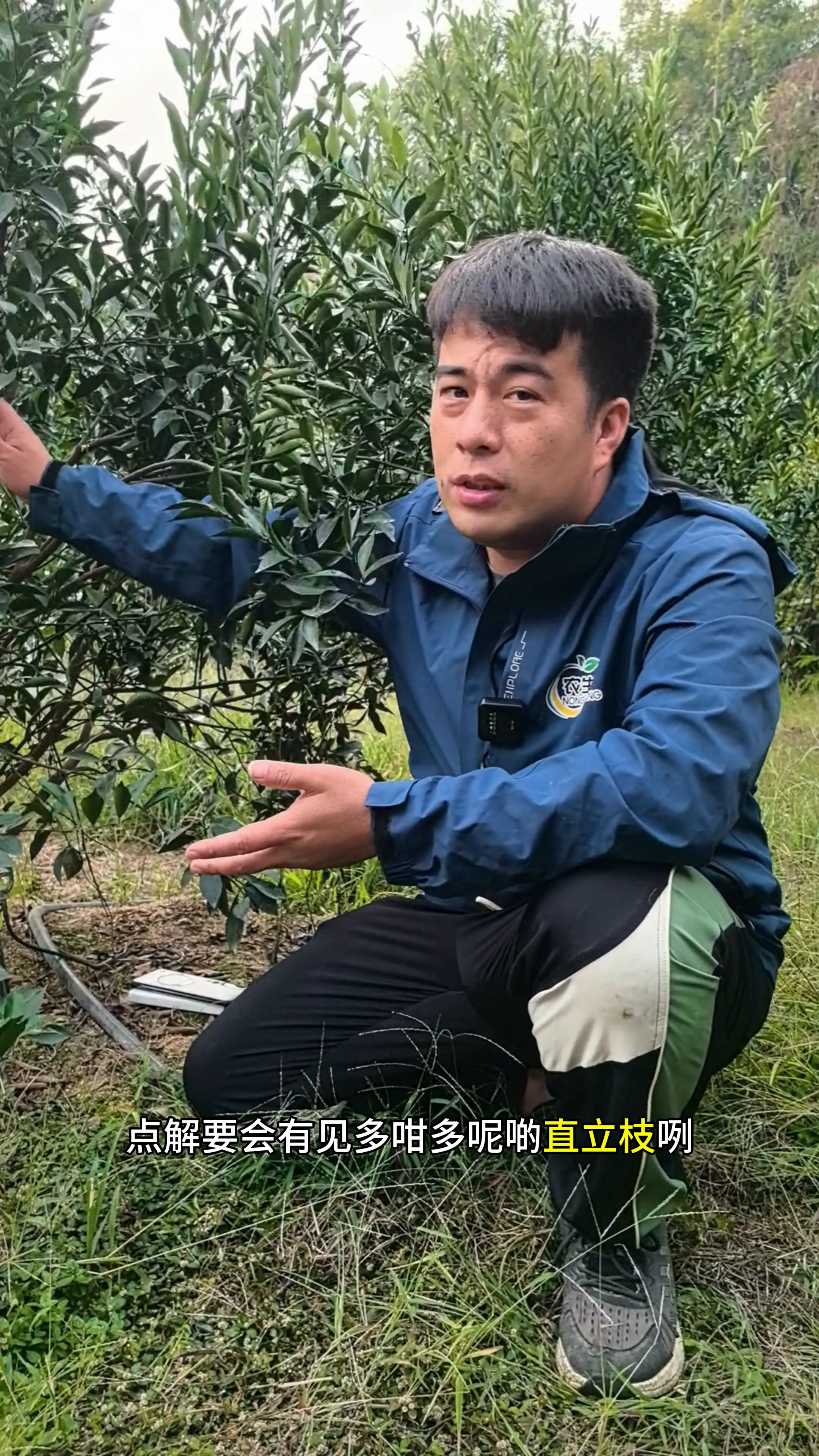 易评助手入口：种绿化树的技巧与环割促花方法解析