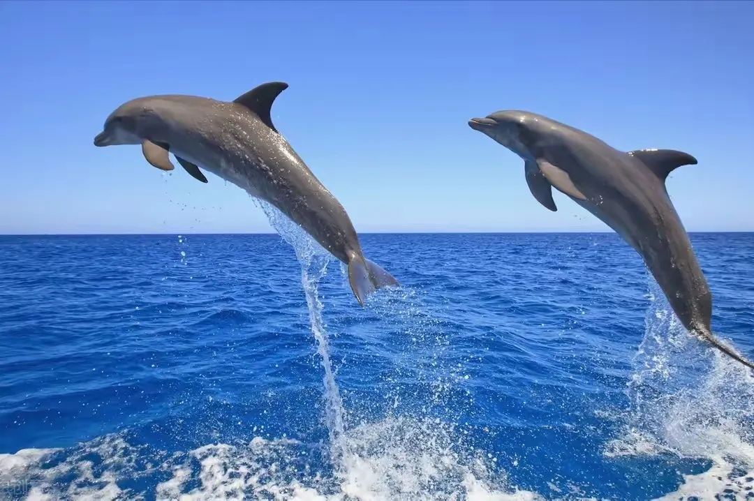 优选助手：海洋AI技术突破！谷歌发布DolphinGemma可实时翻译海豚语言