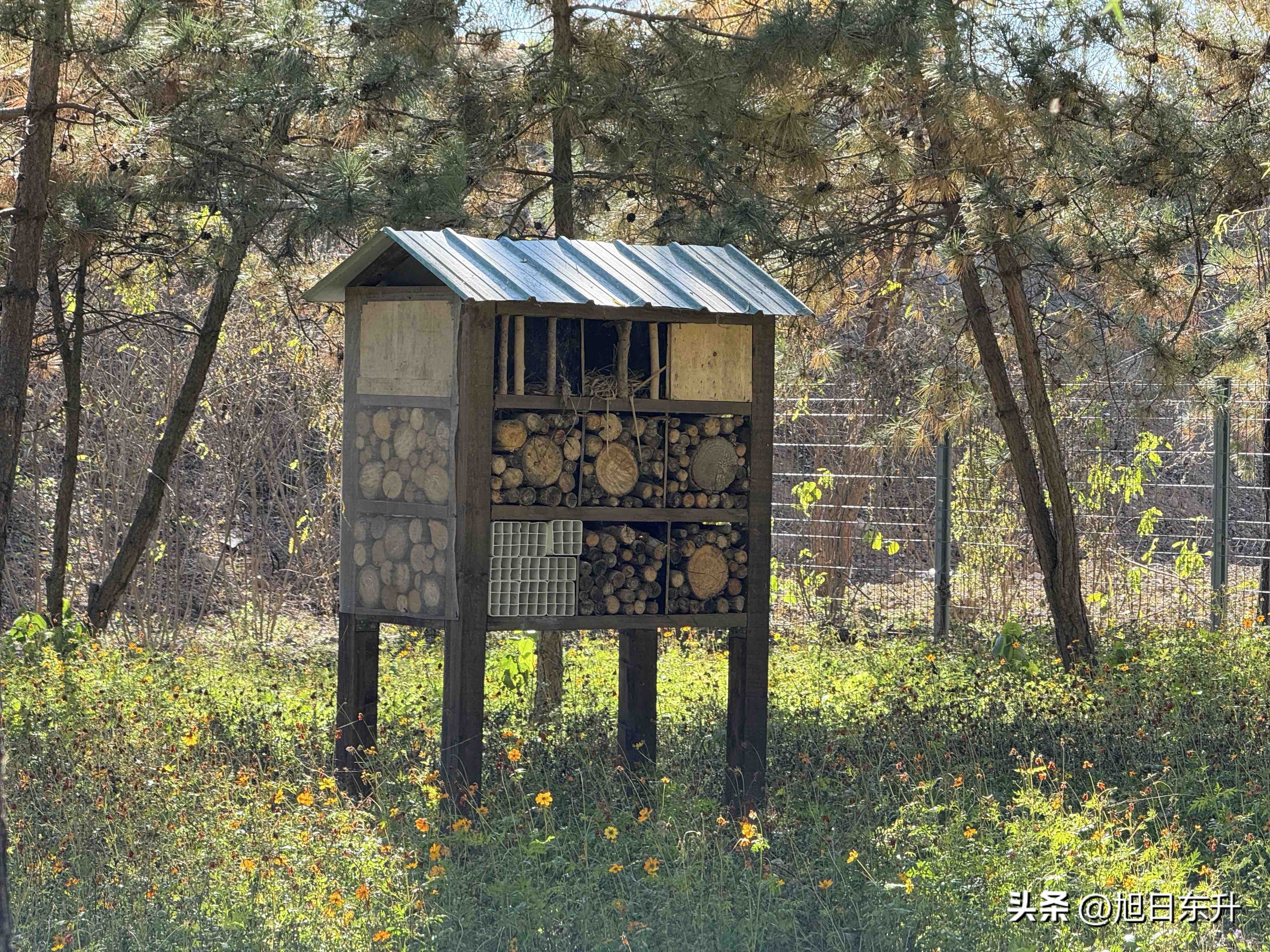 快火助手：北京冬日红果植物与猫咪的慵懒生活态度探寻