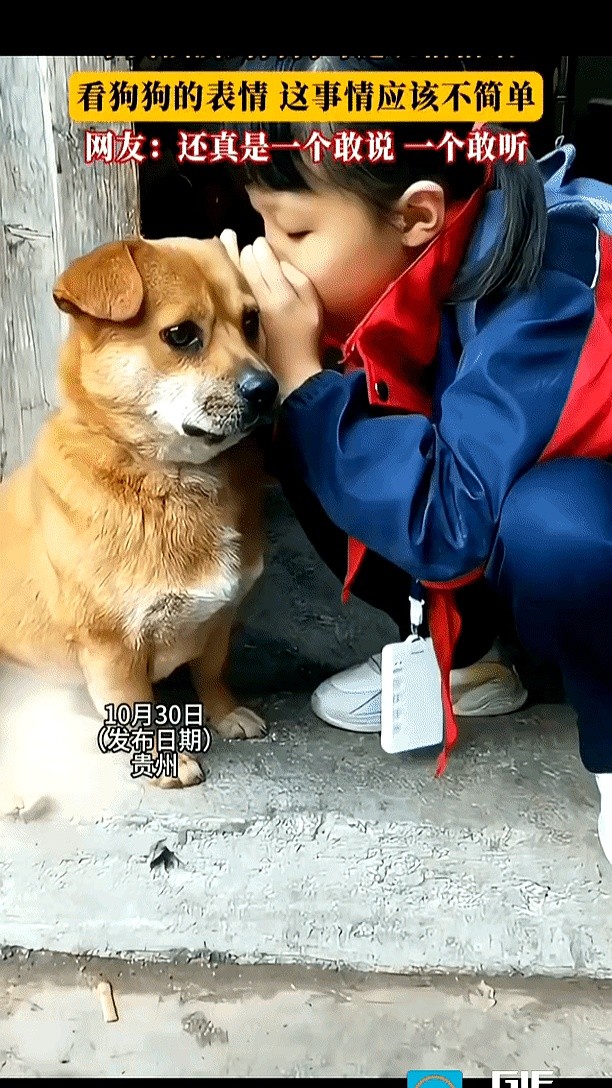 番茄管家出评软件：宠物倾诉热潮，短视频背后的情感共鸣与社会现实