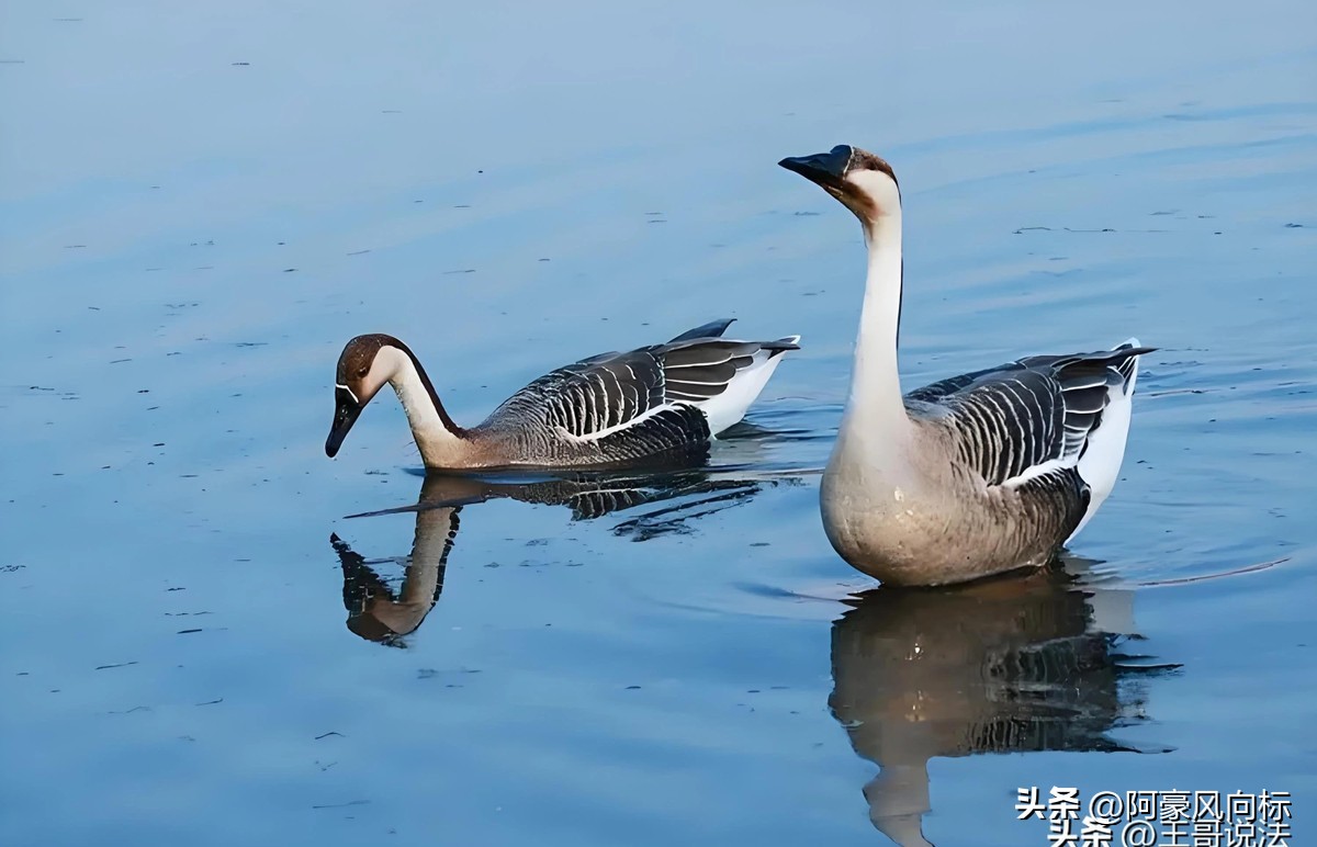 易出评使用方法：请客吃大雁被举报，男子证明合法来源，交友需谨慎！