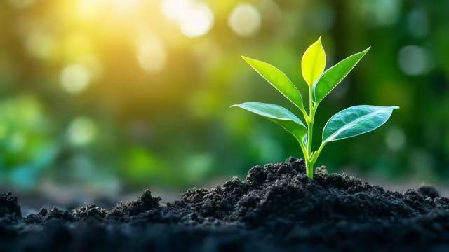 多多留评官网：真正的财运在于忽略浮华，专注内心财富积累与心态提升