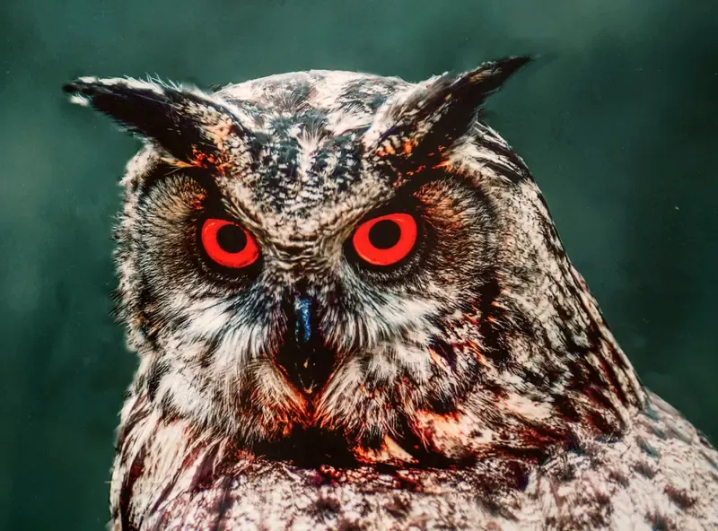 超评助手下载安装：本地电商与文旅达人如何借势推动经济文化发展