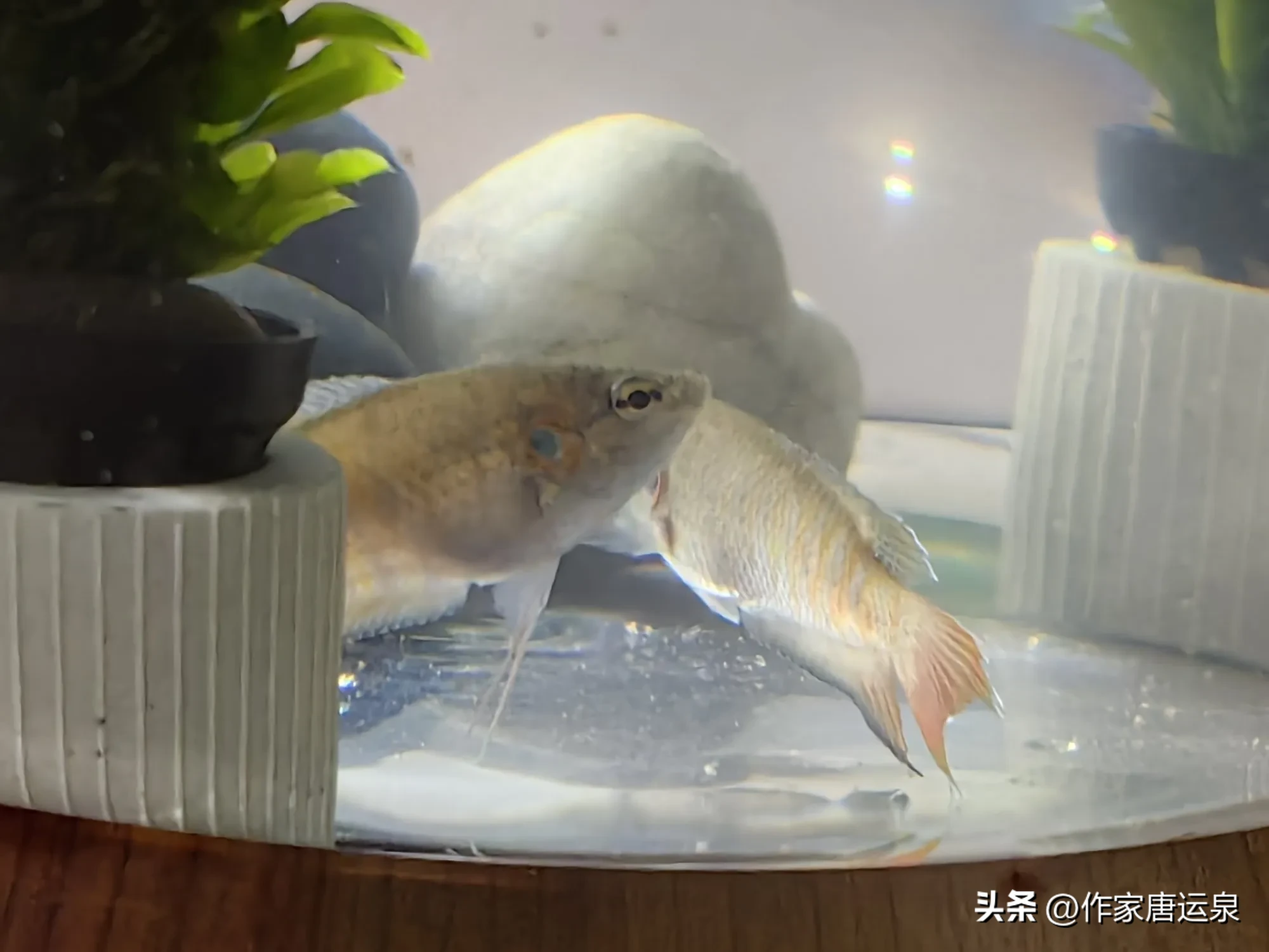 神龙助手：我的中国斗鱼养殖经历，从乡村到城市的情感故事
