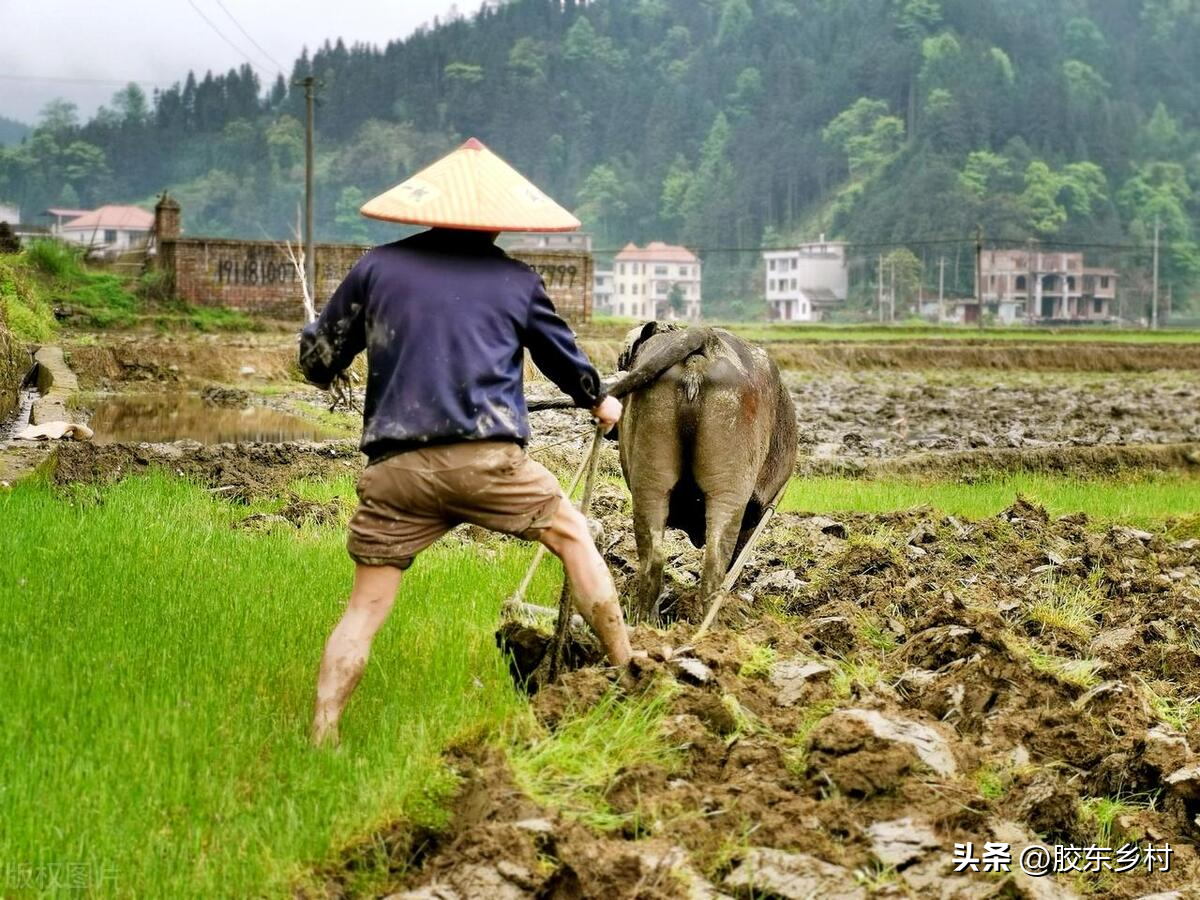 快火助手开团软件：中国大豆进口剧增，巴西订单破纪录带来的市场变革与挑战分析