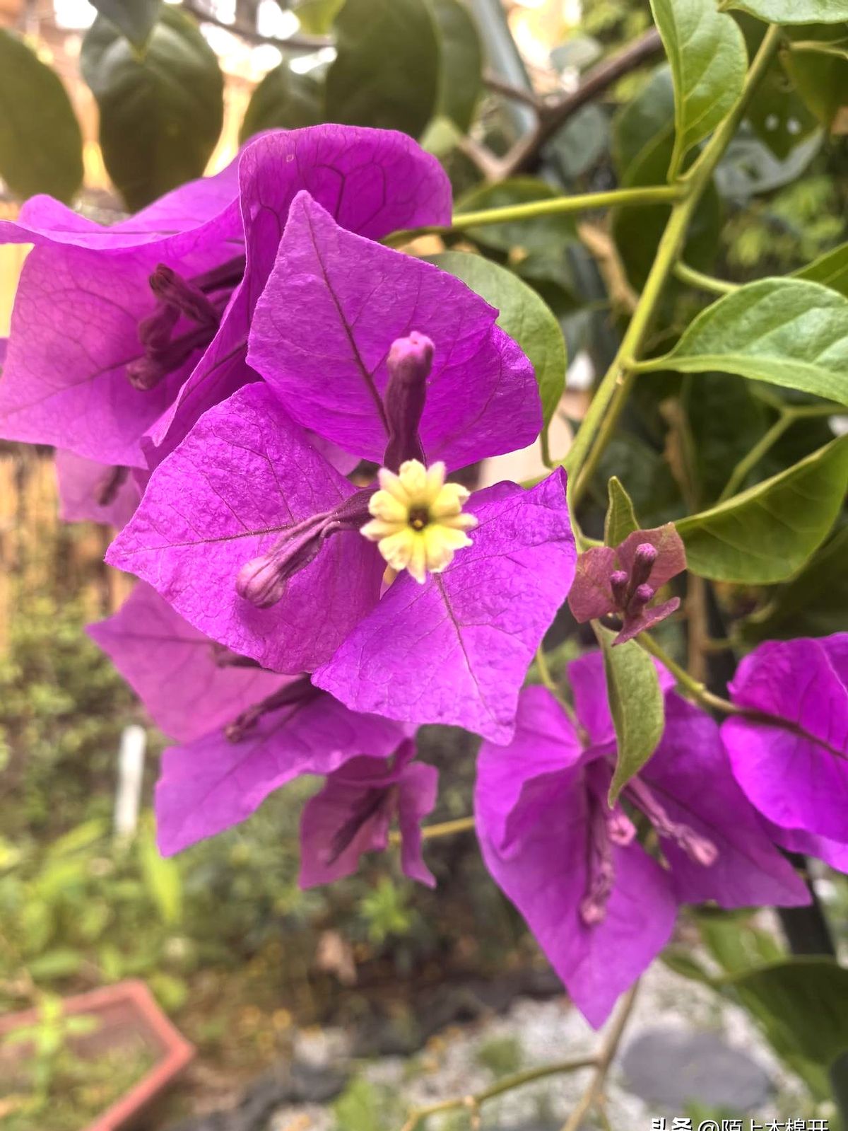 乐多多助手：当家庭责任成为负担，网络创业与亲情的两难抉择