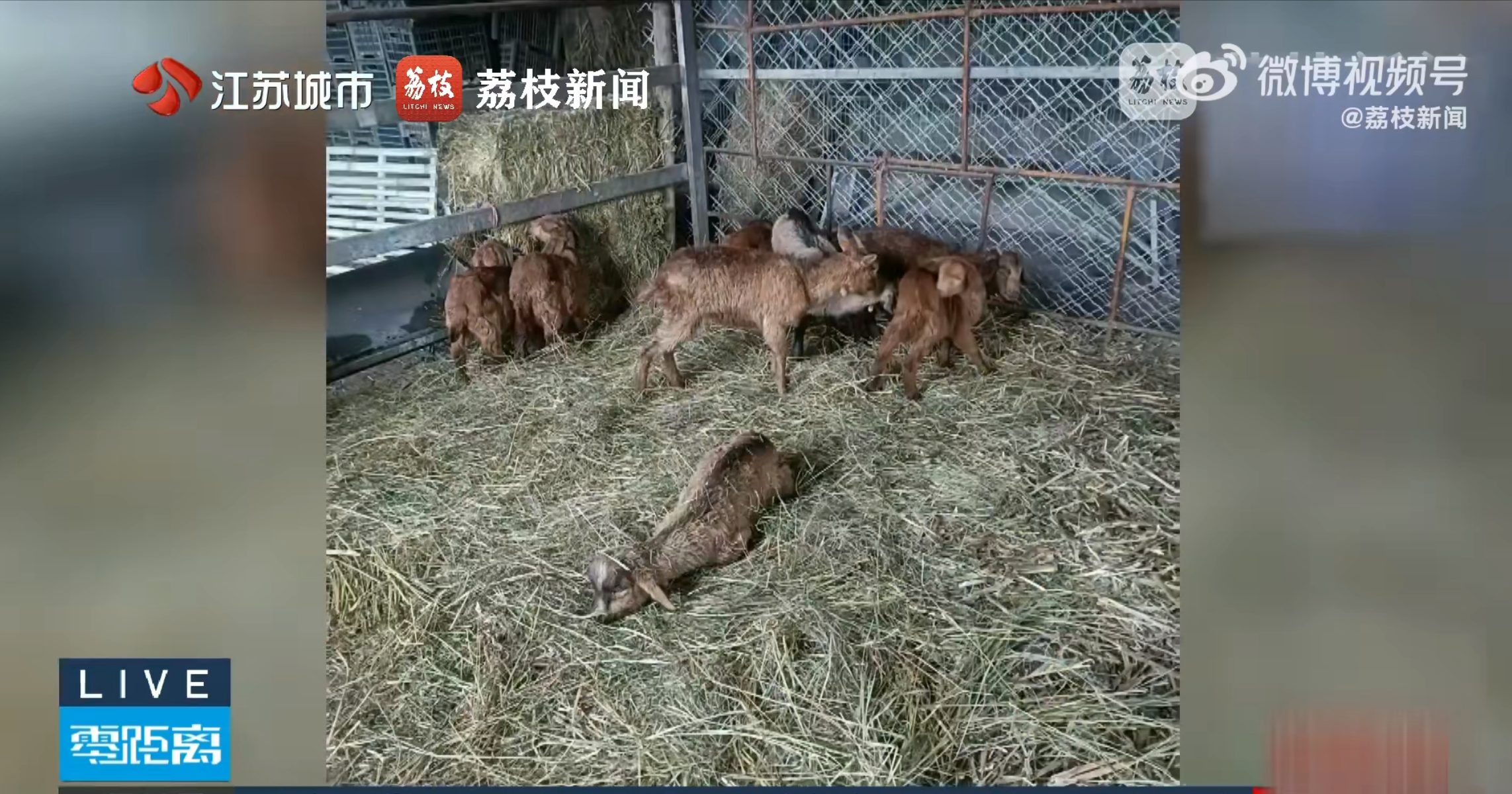 多多留评官网：新疆网友网购活羊遭遇诈骗，10只羊死3只，斤数不符引发维权事件