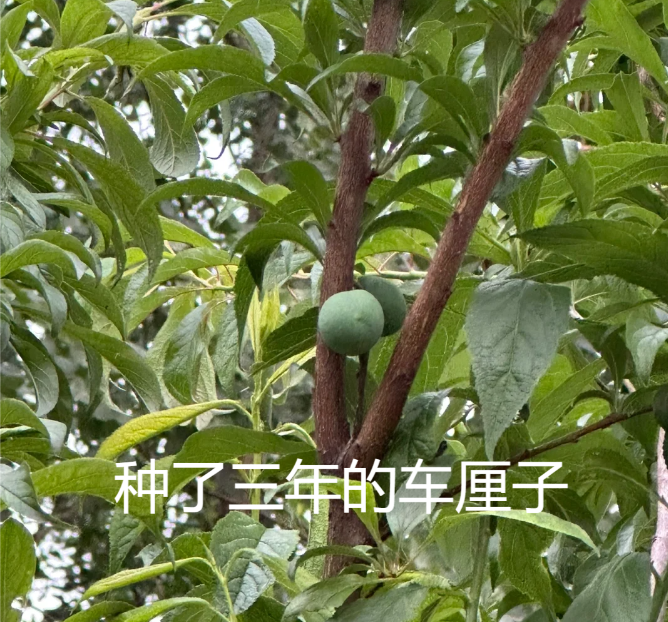 番茄管家下载安装：网购须谨慎，这5种商品最好别在网上购买