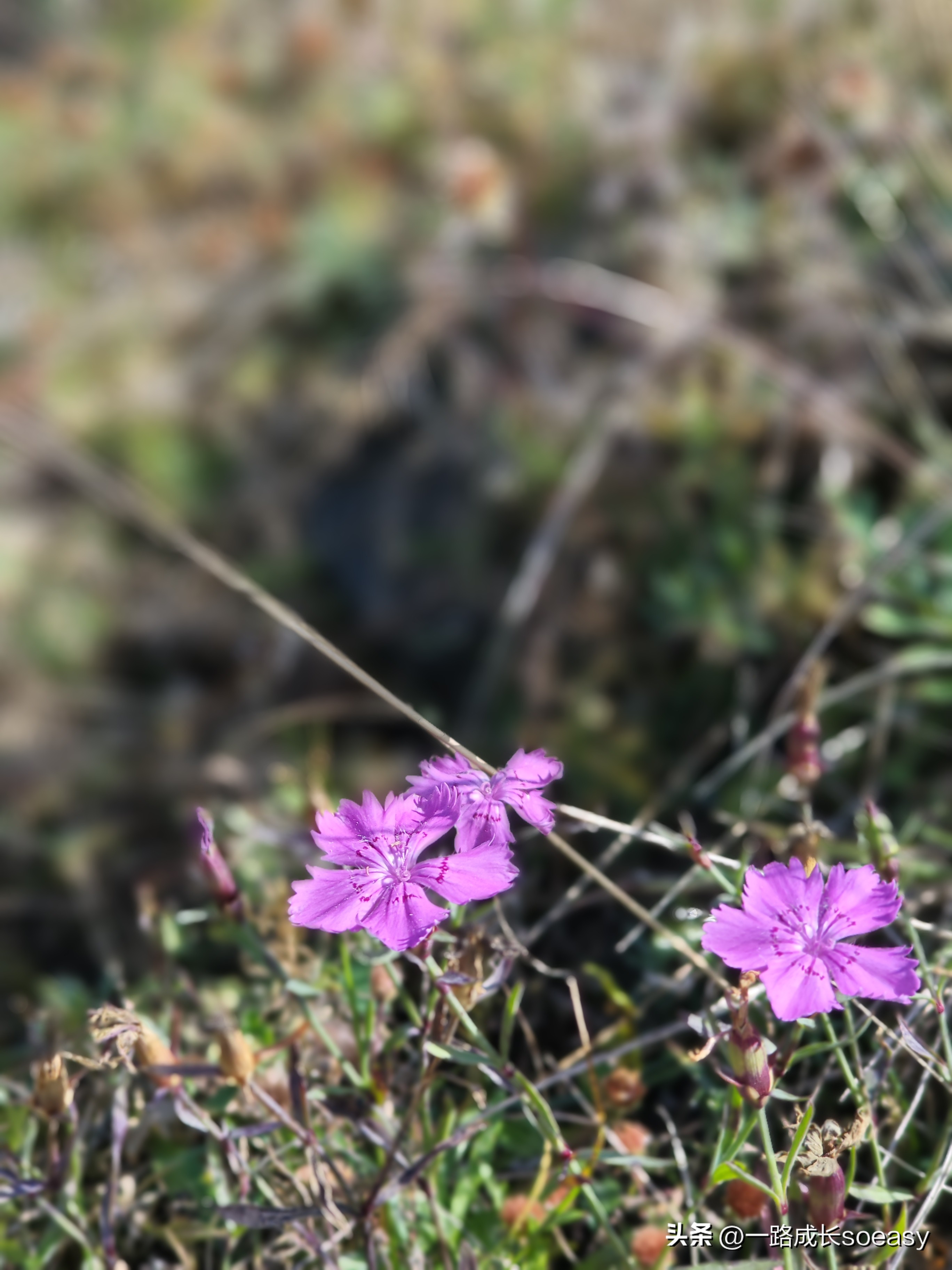 超单助手小号：网购食品竟可退货，如何保障购物体验和食品安全？