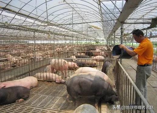 小G助手拼多多：农村种植业与养殖业哪个更靠谱？解析农业发展选择的关键因素