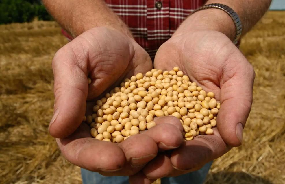 魅力狗:巴西大豆价格飙升,中国买家暂停采购背后的市场博弈与粮食安全策略 魅力狗:巴西大豆价格飙升,中国买家暂停采购背后的市场博弈与粮食安全策略