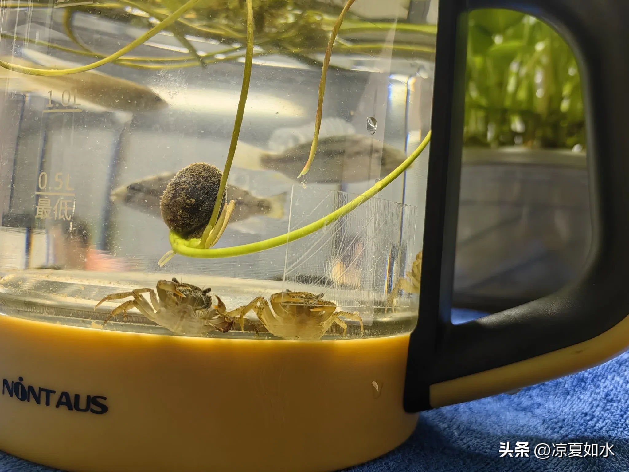 多单助手下载：斗鱼与罗菲鱼的水壶江湖，生存竞争与领地意识探讨