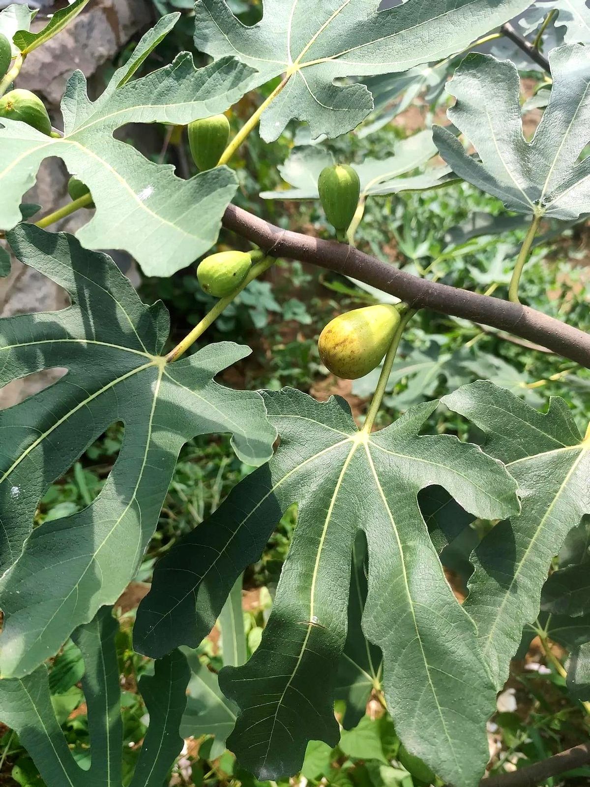 超单助手最新版本：真果无花果，为何快递到不了的地方才是它的家？