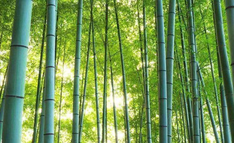 权重大师软件：竹子开花的真相，为何传言称“竹子一开花，马上搬家”？