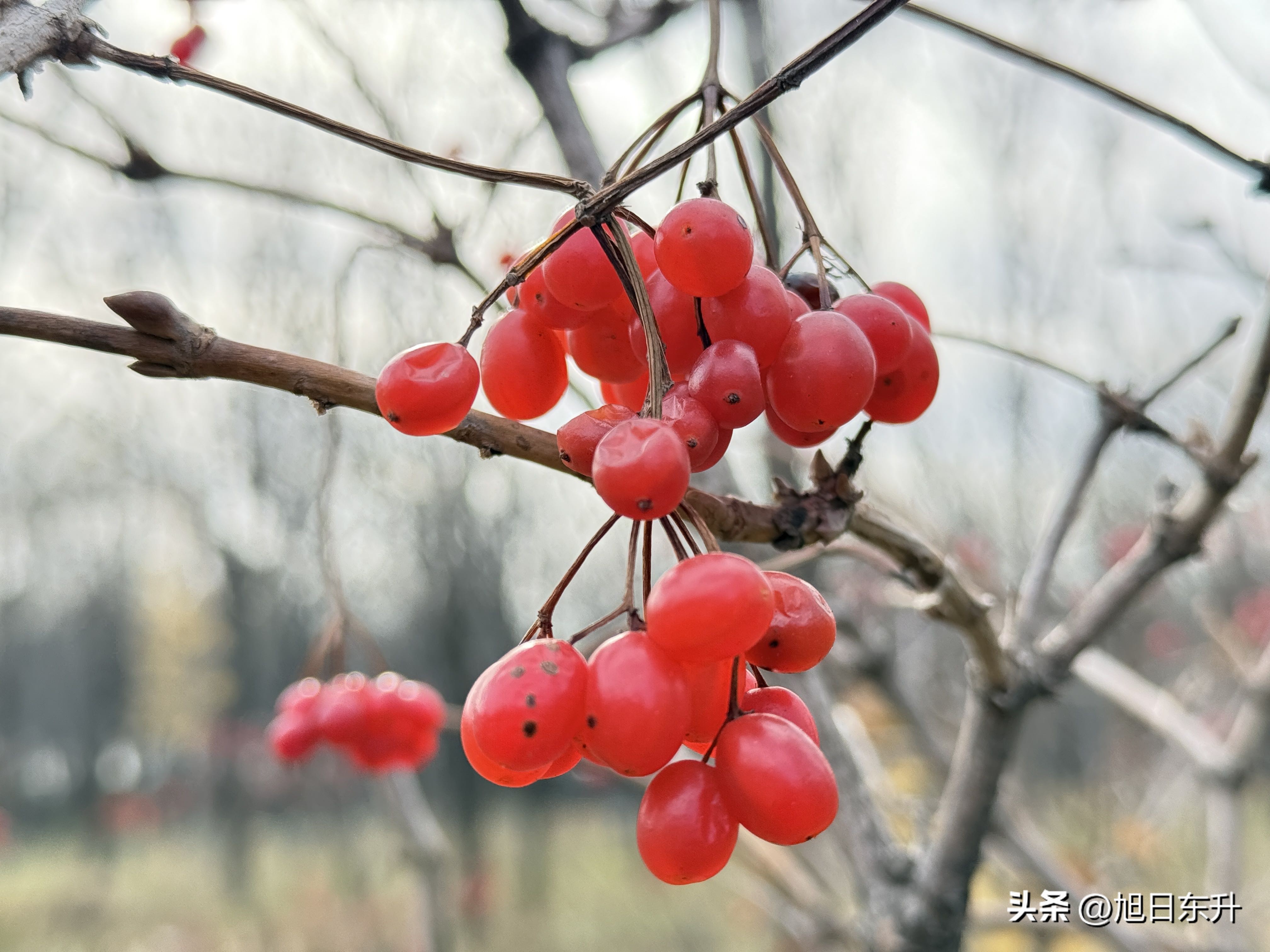 快火助手：北京冬日红果植物与猫咪的慵懒生活态度探寻