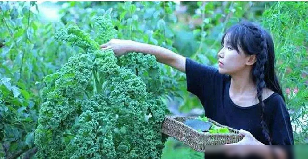 单单助手软件官网：李子柒庭院的“假与真”，理想生活背后的设计哲学与仪式感