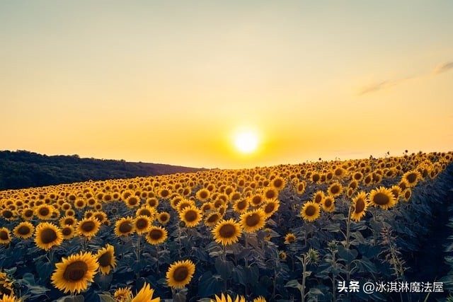 番茄管家教程：“萝卜快跑”的未来，新兴出行方式面临的挑战与发展机遇解析