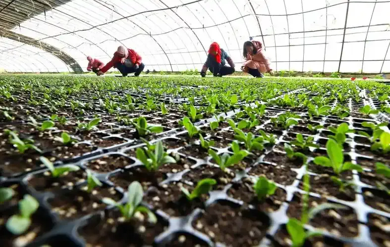 小G助手下载安装：2025年种植业，高附加值经济作物与中药材的投资前景分析