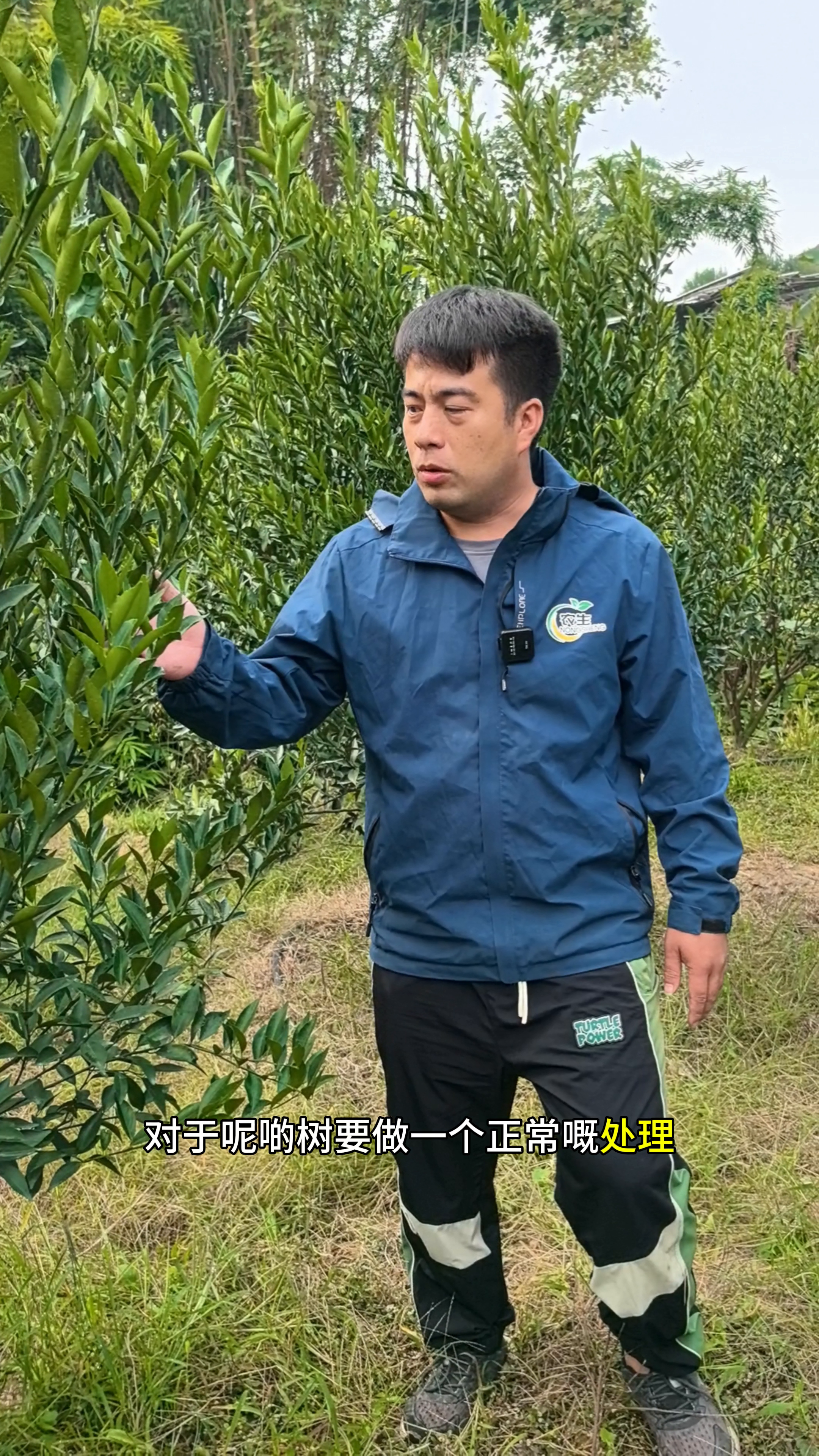 易评助手入口：种绿化树的技巧与环割促花方法解析