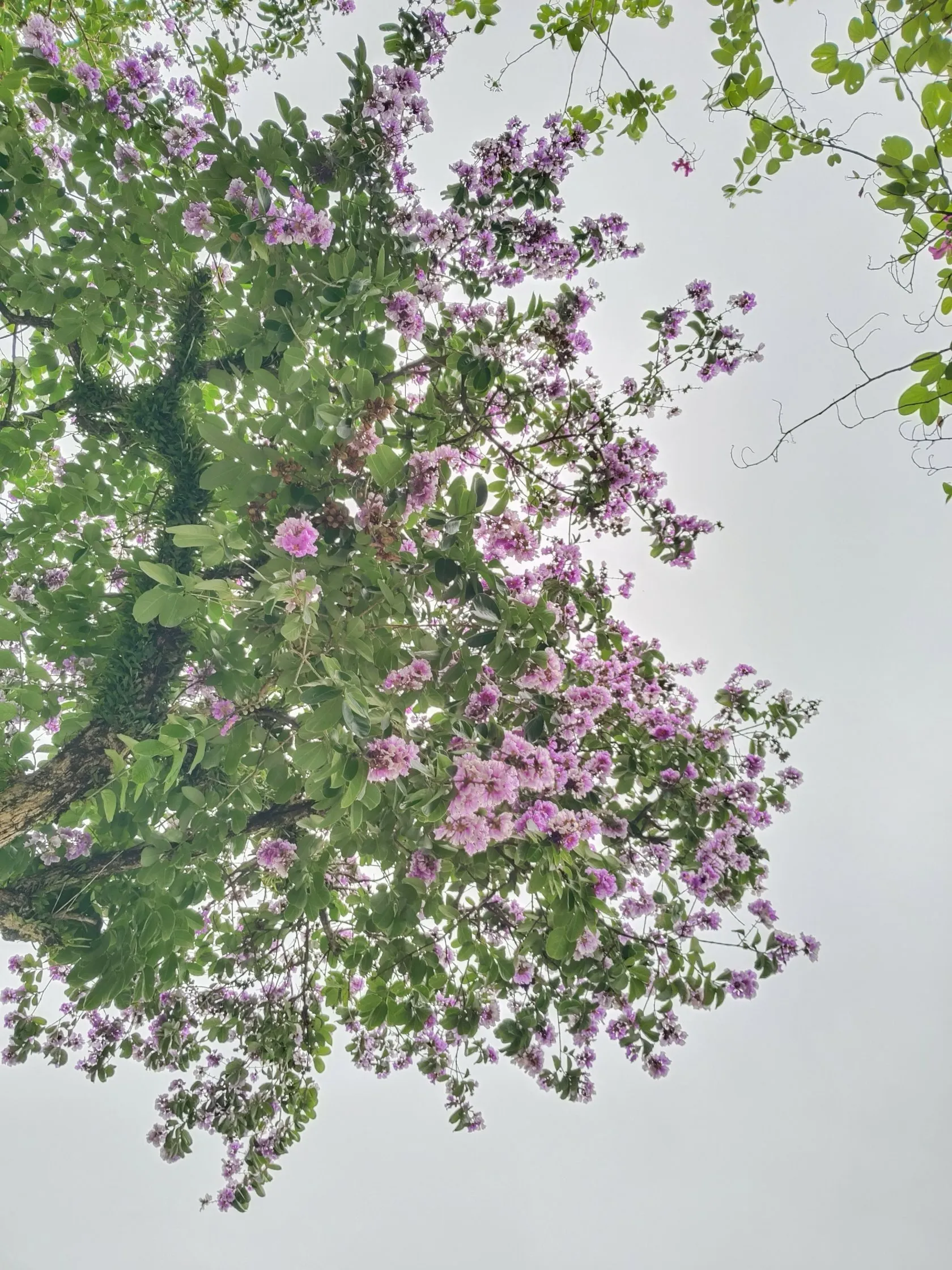 琦玉助手：抗癌女孩的故事，面对病痛，她教会我们生命的珍贵
